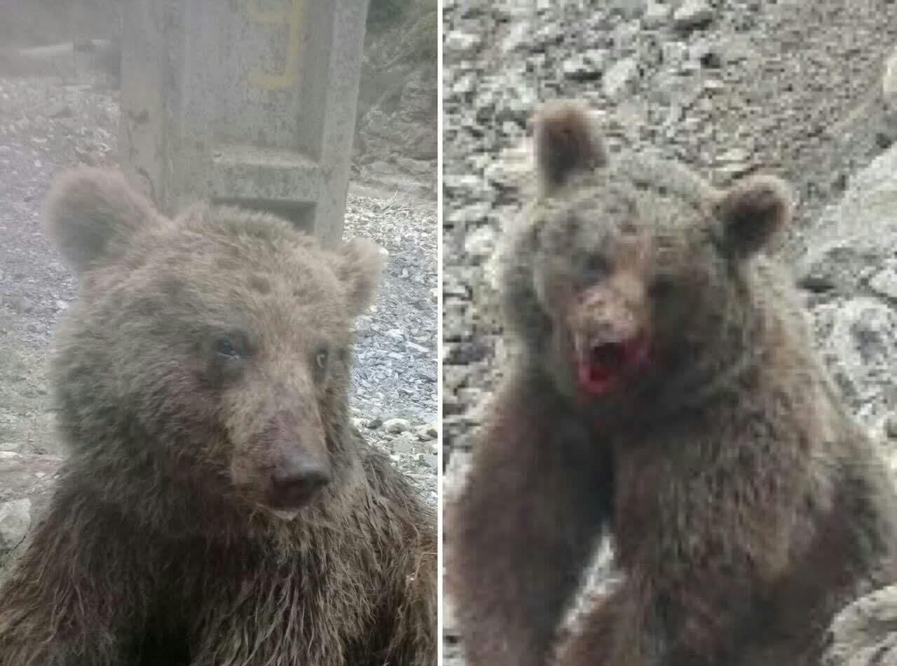 بازداشت یکی از ضاربان خرس تلف شده در سوادکوه