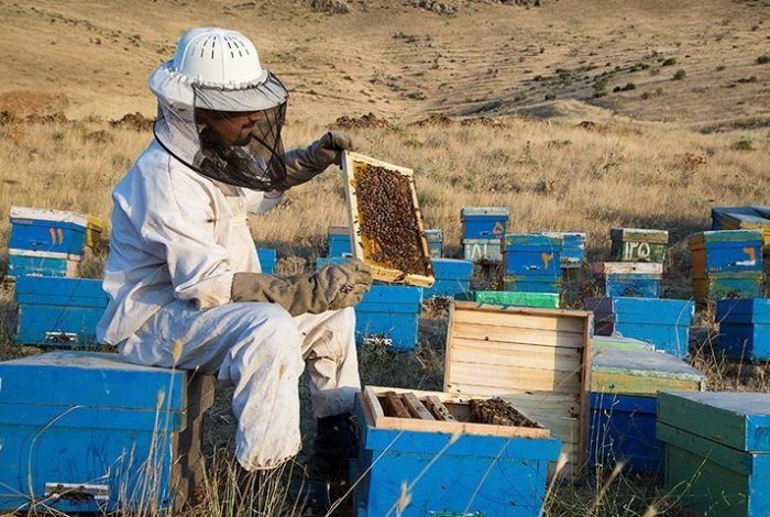 فواید عسل و زنبورداری چیست؟/ فرآوری ۴ هزار محصول غذایی، دارویی، آرایشی و بهداشتی از عسل در چین
