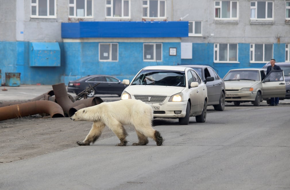 عبور یک خرس قطبی از خیابانی در منطقه سیبری روسیه