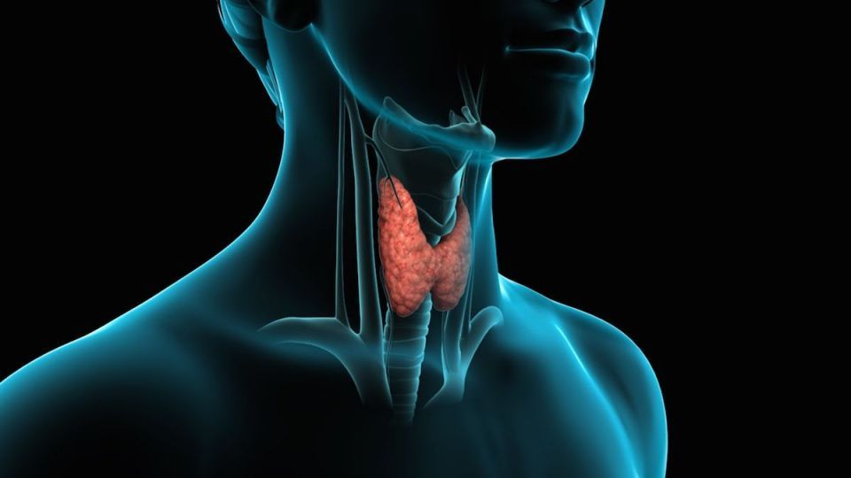 نقش تغذیه در سلامت تیروئید نقش تغذیه در سلامت تیروئید