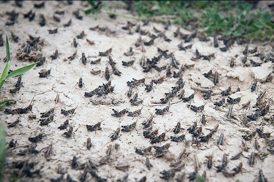 ملخها به رباط کریم تهران رسیدند ملخها به رباط کریم تهران رسیدند