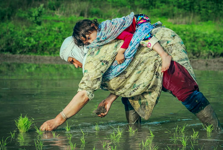 رنج برنج کاران از اضافه واردات رنج برنج کاران از اضافه واردات