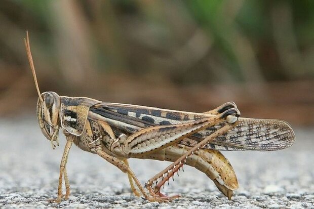 هجوم ملخ ها به قم هجوم ملخ ها به قم