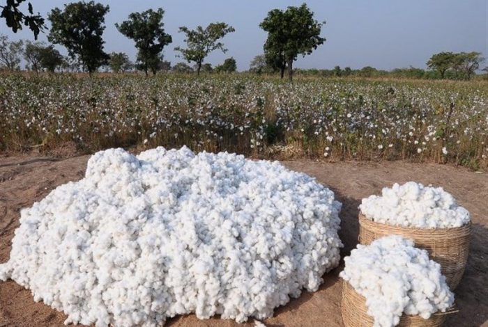 قیمت پنبه حتی هزینه‌های تولید آن را هم تامین نمی‌کند/ پنبه باید بر اساس میانگین جهانی نرخ‌گذاری شود