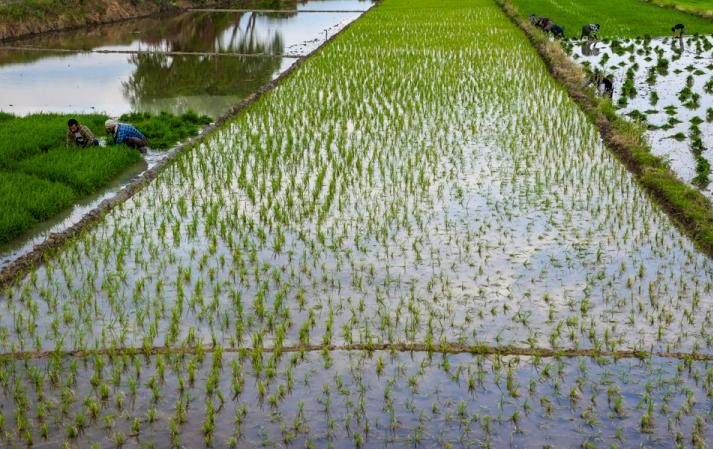 ۱۴ محصول جایگزین کشت برنج معرفی شد