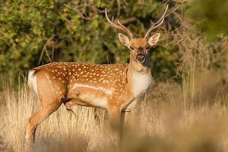 اجرای برنامه احیای زیست بوم جزایر دریاچه ارومیه / تیتر پیشنهادی: شرایط نامساعد زیست بوم جزایر دریاچه ارومیه