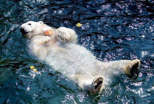 خرس قطبی باغ وحش 