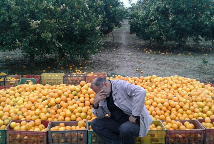 میوه را رایگان توزیع کنم به صرفه‎تر است تا به دلالان میوه بفروشم