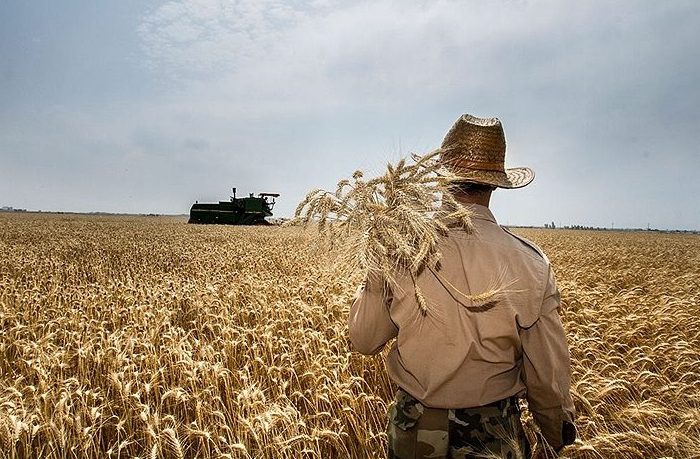 دلال گندم به صورت سازمان‌یافته، خود دولت است/ کشاورزان گندم‌های خود را به دولت و دلالان نمی‌فروشند