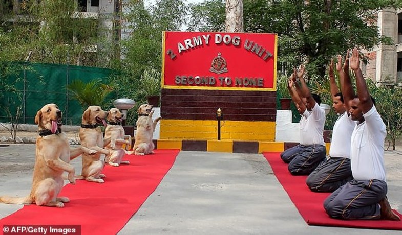 تمرین عجیب افسران ارتشی همراه با سگ‌ها +عکس