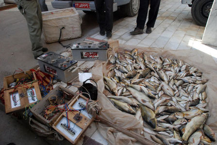 صید ماهی با برق فشار قوی/ برای گرفتن یک ماهی چند میلیون بچه ماهی را می‌کشند؟