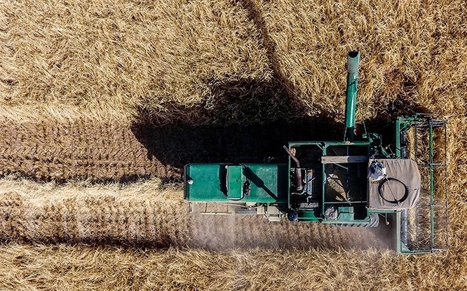 آیا گندم از کشور قاچاق می‌شود؟