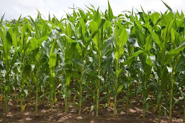 جزئیات کشت فراسرزمینی ذرت در ۳ کشور جهان/ تحریم&zwnj; نمی&zwnj;تواند مانع واردات تولیدات شود