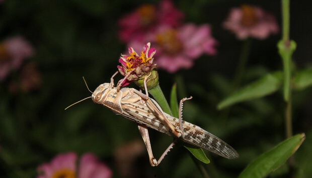 مبارزه با ملخ صحرایی در اکثر استان‌های جنوبی به پایان رسید