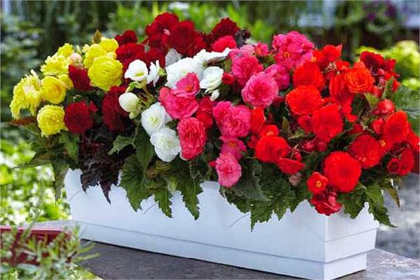 ایران هفدهمین تولیدکننده گل در جهان/ ۴۰ درصد گل تولیدی کشور از بین میرود ایران هفدهمین تولیدکننده گل در جهان/ ۴۰ درصد گل تولیدی کشور از بین میرود