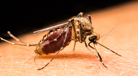 کدام استان‌ها رکورددار ابتلا به سالک هستند؟