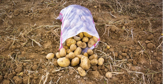 دلیل گران شدن سیب زمینی چه بود؟