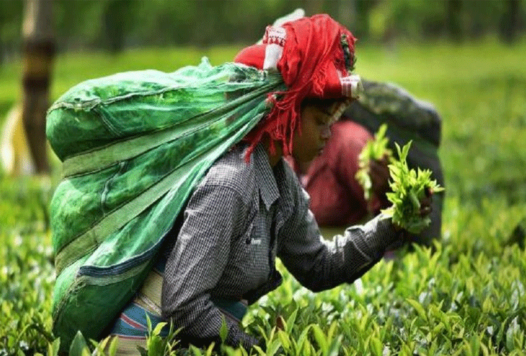 چرا واردات چای از هند ۱۵۰ درصد افزایش یافت؟