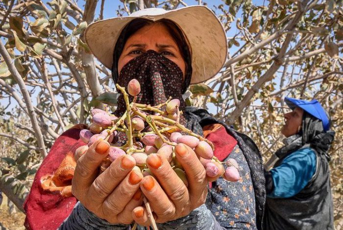 کاهش استفاده سرسام‌آور از سموم در کشاورزی/ اختصاص یارانه به سم، عامل استفاده زیاد آن بود