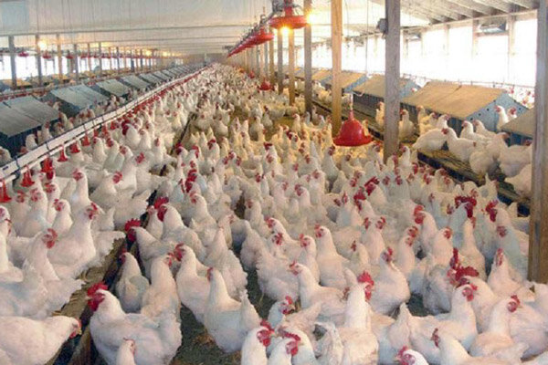 قیمت مرغ منجمد ۱۳ هزارتومان تصویب شد