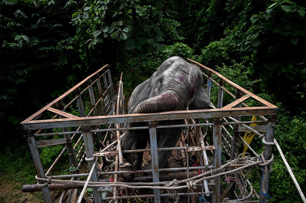 انتقال فیل به طبیعت در میانمار