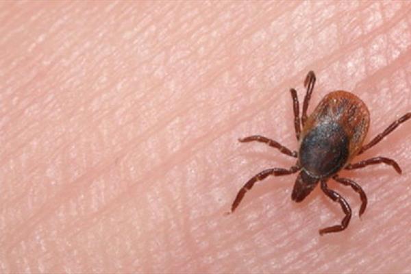 ۵ فوتی به دلیل تب کریمه کنگو در کشور