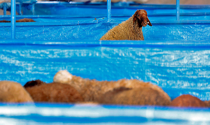 حداقل قیمت گوسفند، ۲ میلیون تومان/ آیا مردم امسال هم می‌توانند برای عید قربان گوسفند بکشند؟