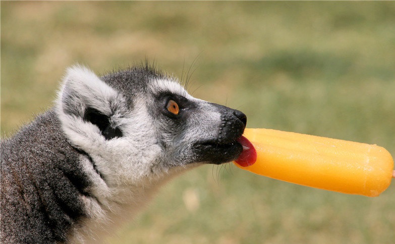 بستنی دادن به حیوانات یک باغ وحش برای مقابله با گرما بستنی دادن به حیوانات یک باغ وحش برای مقابله با گرما