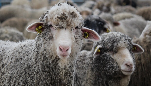 انباشت ۳۶۰ هزار راس دام در کشور/ دولت یا واردات را متوقف یا صادرات را آزاد کند