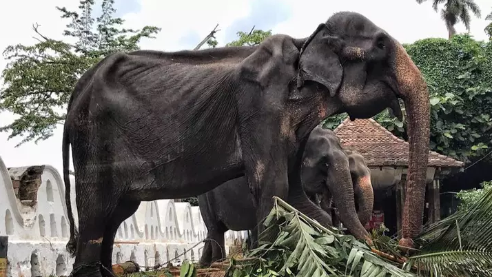 رفتار ظالمانه با فیل در حال مرگ