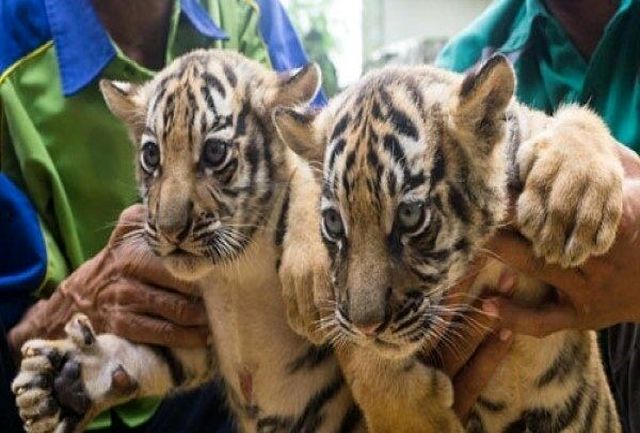 احضار چند مسئول در پی تلف شدن هفت قلاده تولهببر احضار چند مسئول در پی تلف شدن هفت قلاده تولهببر