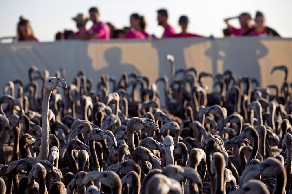 اجتماع هزاران فلامینگو در 