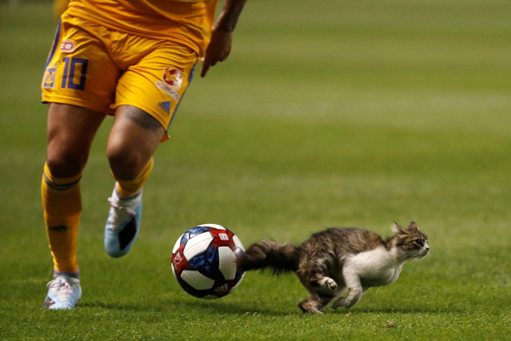 پریدن یک گربه به داخل زمین فوتبال در شهر 