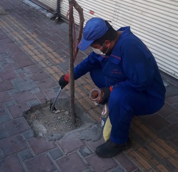 اجرای طرح ضربتی مبارزه با موش در محور‌های آلوده معابر شهری منطقه ۱۹