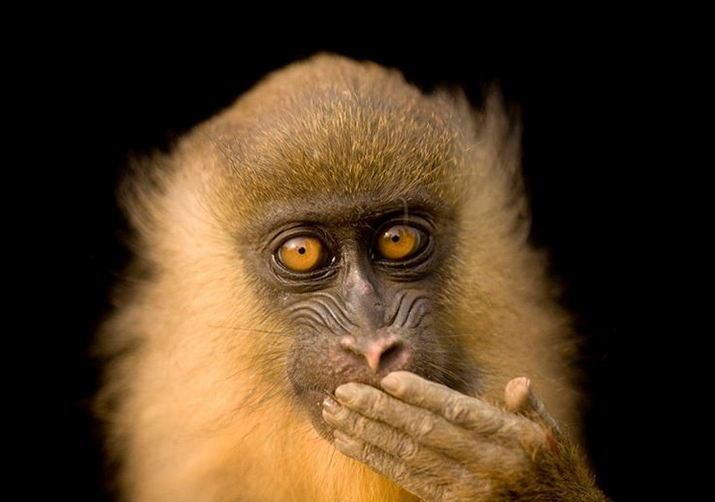 عکس روز نشنال جئوگرافی از یک مندریل نوجوان