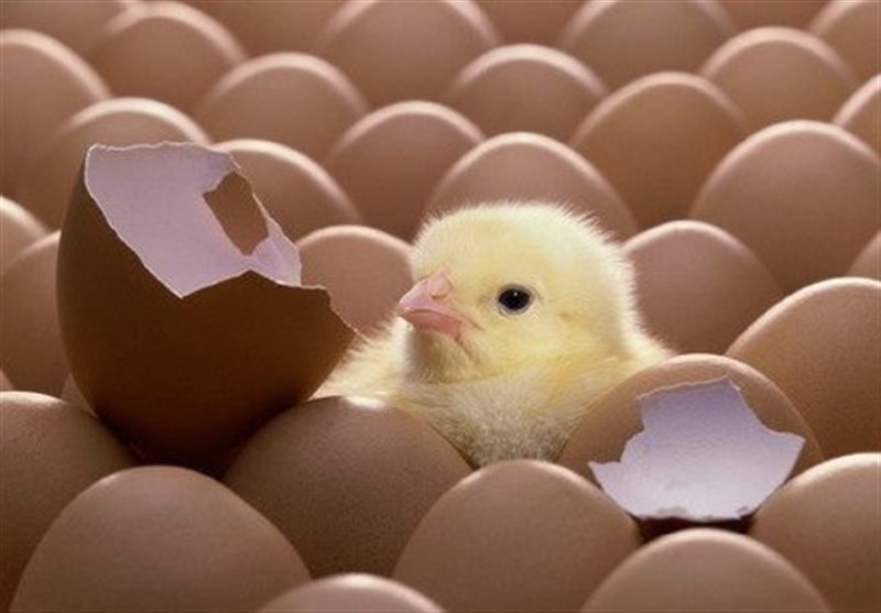 مخالفت با ممنوعیت صادرات جوجه یک‌روزه