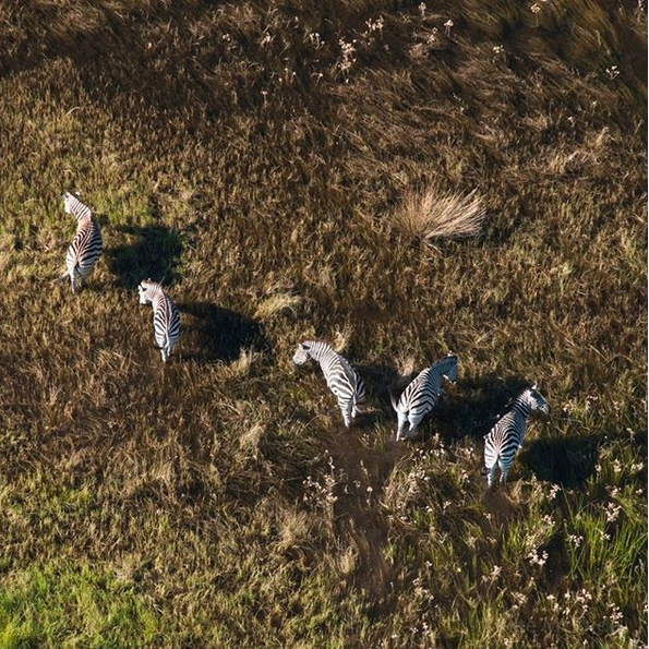 عکس روز نشنال جئوگرافیک از مهاجرت گورخرها، در کشور بوتسوانای آفریقا