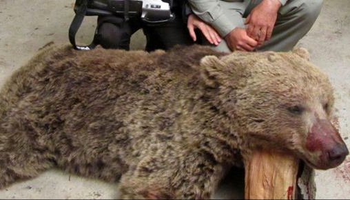 کشتار خرس‌های قهوه‌ای در گلستان/ شکارچیان می‌گویند بقیه اختلاس می‌کنند، ما هم حق خودمان را می‌گیریم