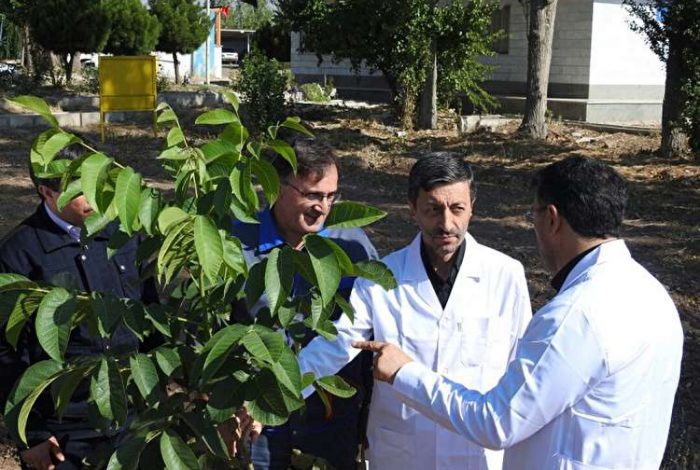 بنیاد مستضعفان توسعه باغداری را از باغهای خود شروع کند بنیاد مستضعفان توسعه باغداری را از باغهای خود شروع کند