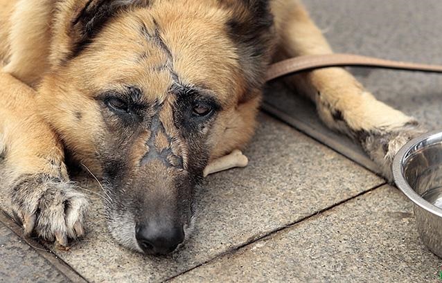 لایحه جدیدی در خصوص مقابله با حیوان آزاری در مجلس اعلام وصول شده