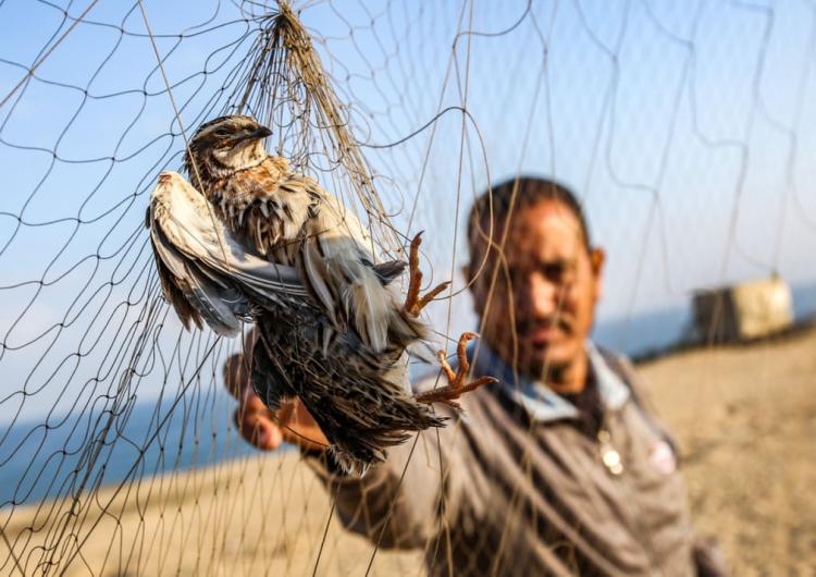 عکس روز/ شکار پرندگان مهاجر در نوار غزه