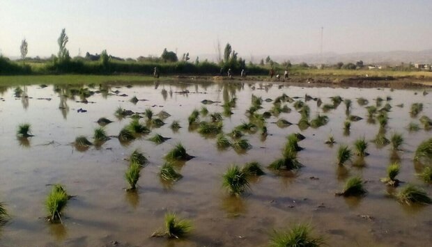 توسعه کشت برنج در کشور با وجود ممنوعیت/کشت برنج در کویر توسعه کشت برنج در کشور با وجود ممنوعیت/کشت برنج در کویر