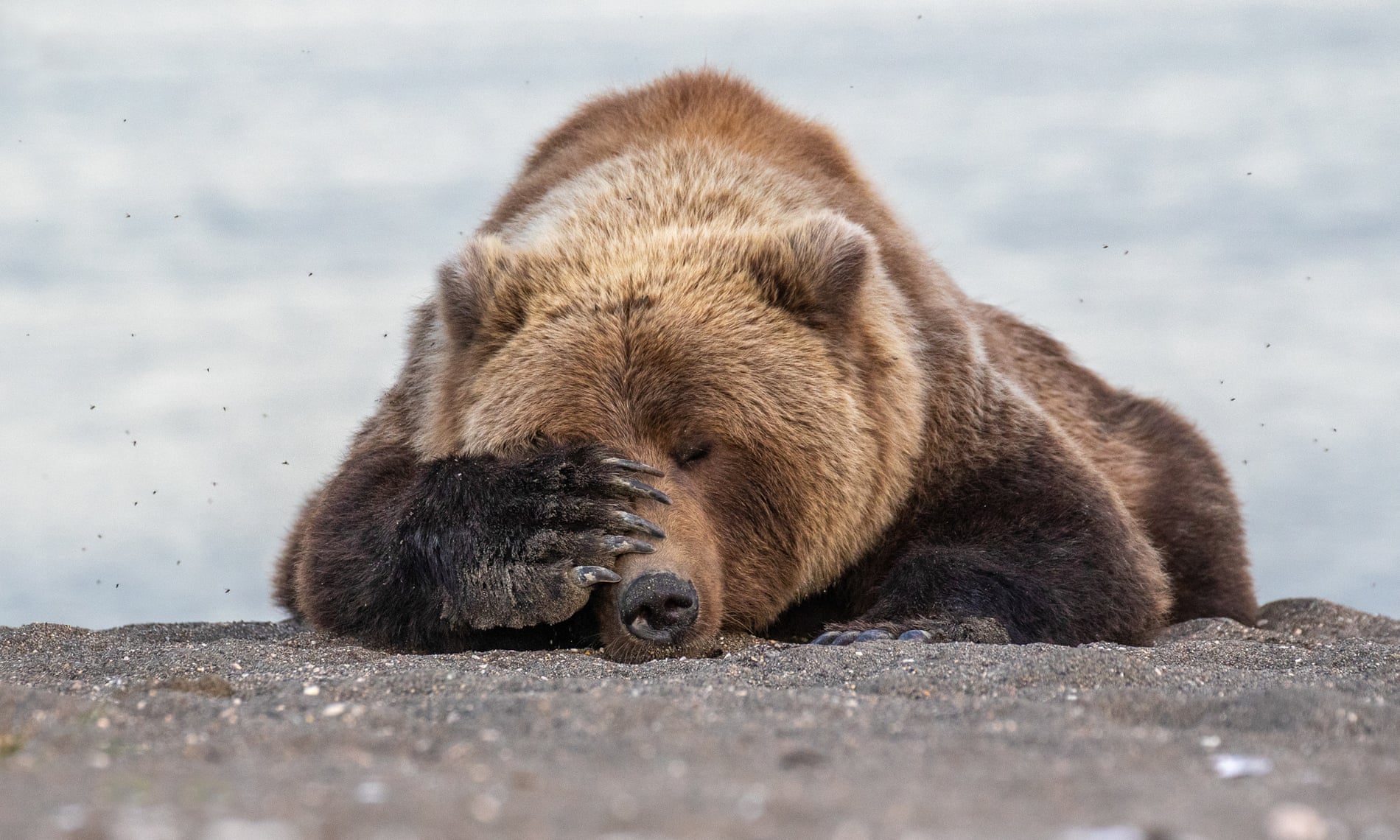 تصاویری از مسابقات جهانی جوایز عکاسی کمدی حیات وحش ۲۰۱۹