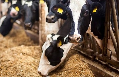 علت افزایش قیمت سبوس چه بود؟