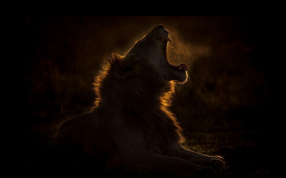 غرش یک شیر در پارک ملی 