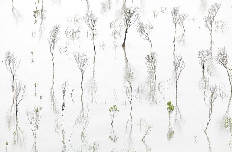 تصویر انتزاعی از جنگلهای حرا در عکس روز نشنال جئوگرافیک تصویر انتزاعی از جنگلهای حرا در عکس روز نشنال جئوگرافیک