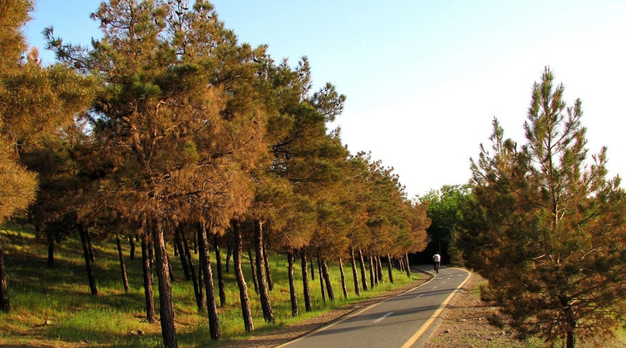 هزینه ۷ میلیارد تومانی نگهداشت بوستان جنگلی چیتگر هزینه ۷ میلیارد تومانی نگهداشت بوستان جنگلی چیتگر