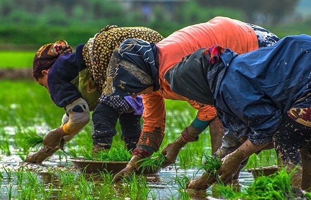 تا هزینه تولید برنج پایین نیاید، قیمت هم پایین نمی‌آید/ چرا برنج ایرانی گران تولید می‌شود؟