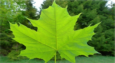 ارزش اکولوژیک درختان تهران تعیین می‌شود