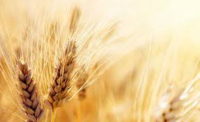 در نامه حجتی به نوبخت در خصوص قیمت انواع محصولات کشاورزی: قیمت گندم ۲۲۹۵تومان پیشنهاد شد